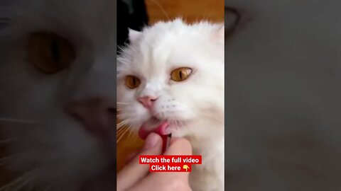 cute cat videos 😹funny videos 😂1257😻#shorts #catvideos #funnycatsvideos #cat