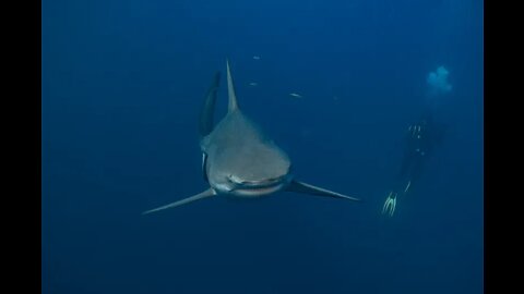 Shark Attacks Equipment