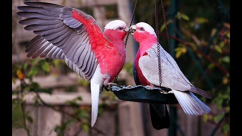 Beautiful birds video