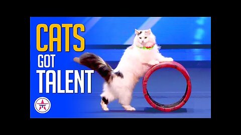 Cats Got Talent! Every Cat Audition on Talent Shows