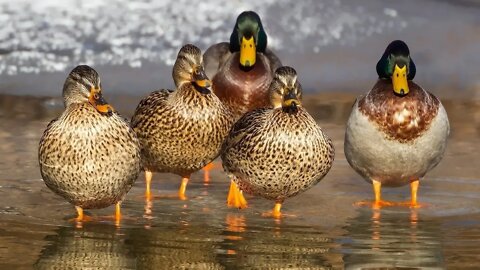 Ducks - scenic relaxation film with calming music