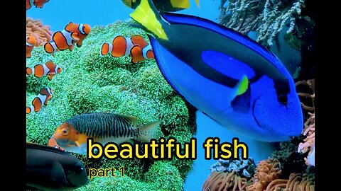 High-quality videos about fish and underwater