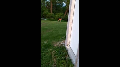 White Tail deer takes a leap