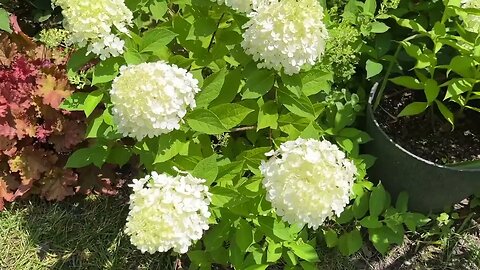 Firelight and Fire Light Tidbit Hydrangea Questions Answered