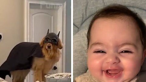 Cute and Funny Animals and Babies Moments Compilation