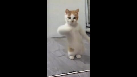 cat dance