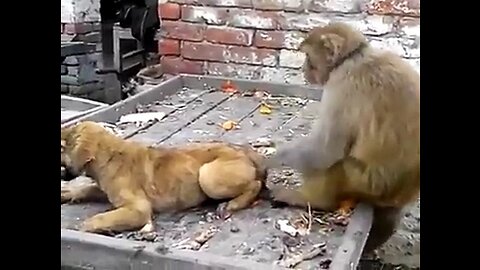 WAR: Monkeys Vs Dogs