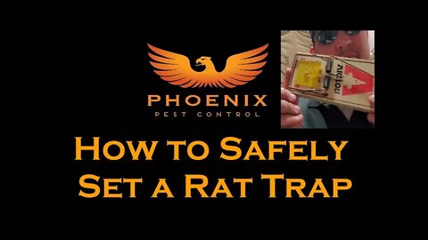 How to Safely Set a Rat Trap #whatbugsme