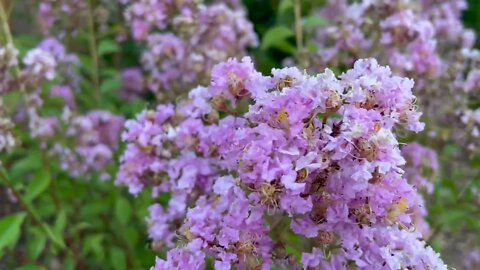 Common lilac, tree and shrub, blossom in the yard garden.