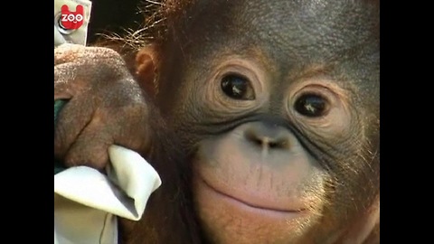 Orphaned Baby Orangutan