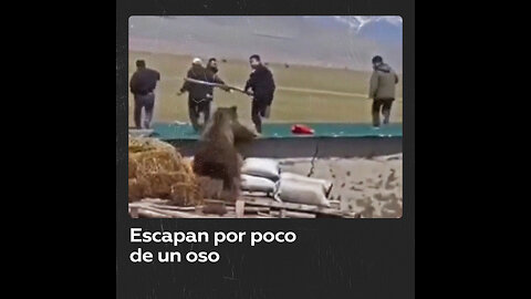 Un oso casi alcanza a hombres que lo intentaban ahuyentar