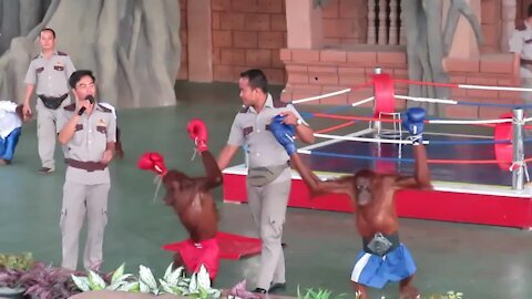 Funny Orangutan Boxing Show Must Watch - Orangutan Show at Phnom Penh City Zoo