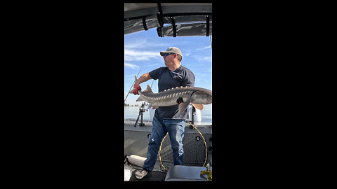 Sturgeon 54.5” - Suisun City, CA - catch and Release