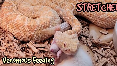 Diamondback Rattlesnake's Venom Instantly Takes Out Mouse Stretch Gang