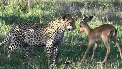 Tiger attack to monkey and baby deer & cocodile..