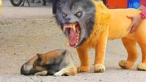 Troll Prank Dog Funny & fake Lion and Fake Tiger Prank To dog & Huge Box Prank to dog