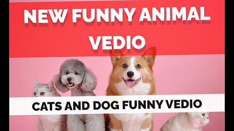 New Funny Animal vedio 😆😍🐾 Funniest Cat and Dog vedio 🥰💓