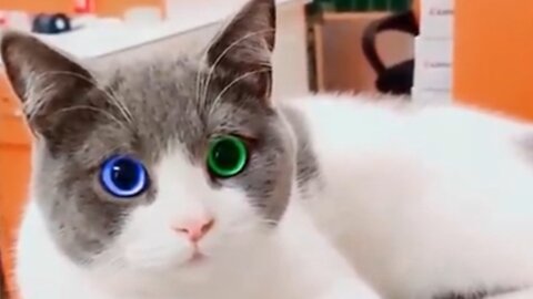 Funny Animal Videos 2022 #Bast Cat Funny Videos 2022