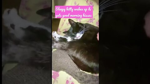 Sleepy kitty wakes up & gets good morning kisses #shorts