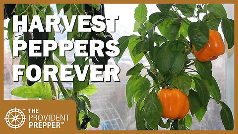 How to Harvest Peppers From the Same Plant Year After Year