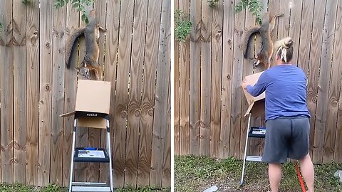 Neighbors race to save fox stuck in wooden fence