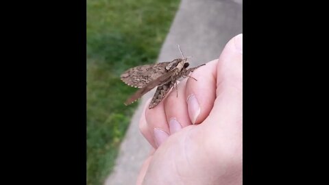 Slo-Mo Catalpa Sphinx Moth Wing Pumping #shorts