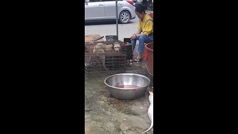 Yulin dog meat festival