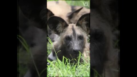 FACTS ABOUT AFRICAN WILD DOGS: CAN YOU OWN AFRICAN WILD DOGS AS PETS?...#SHORTS