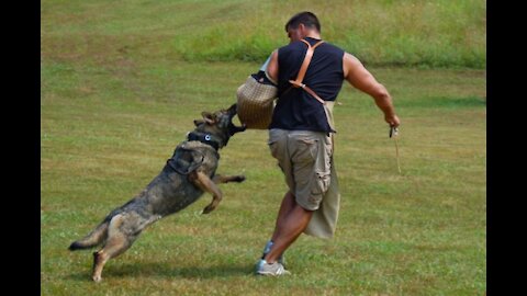 Guard Dog Training Step by Step!