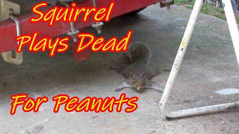 Squirrel Plays Dead For Peanuts