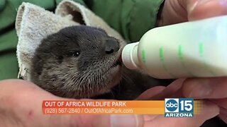 Out of Africa Wildlife Park wants you to meet Totter the Otter