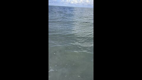 Tigertail Beach Shelling Paradise #FYP #TigertailBeach #MarcoIsland #Shelling #4K #DolbyVision