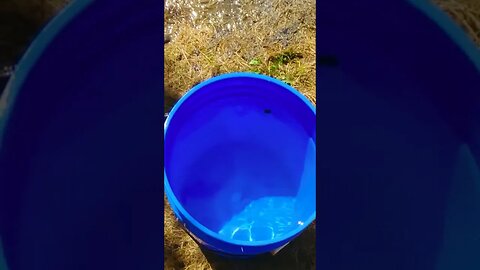 Rescuing a Bee from a Bucket of Acid - #working #shorts #animalrescue