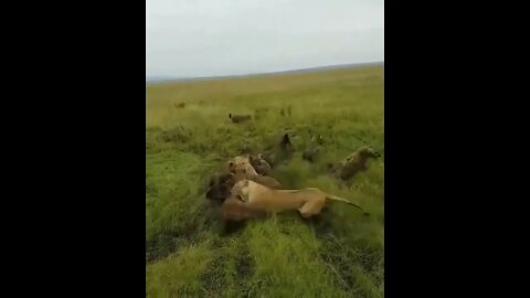 Even a lion or lioness can be attacked if alone and needs their teammates for rescue.