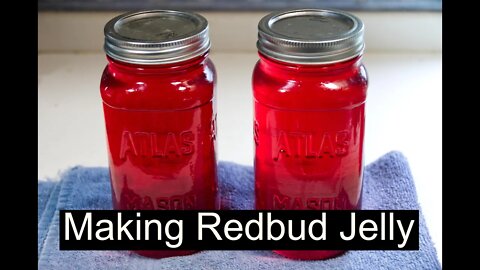 Making Redbud Jelly - Quick and Easy!