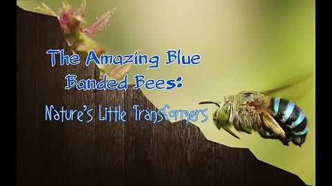 Nature's Little Transformers: The Amazing Blue Banded Bees