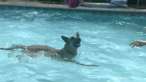 German Husky Plays Monkey-In-The-Middle In The Pool