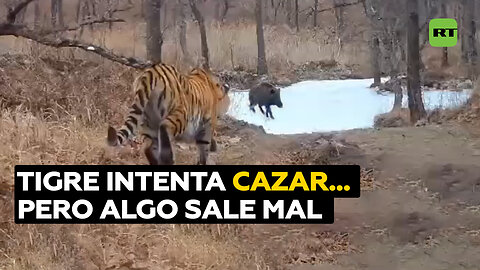 Un tigre pierde su presa durante la caza y parece no entender por qué