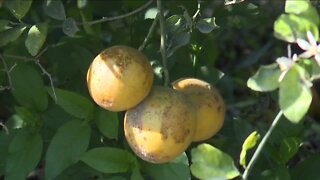 Citrus farmers brace for weekend cold