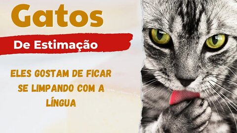 Gatos de estimação gostam de ficar se limpando com a língua! #videos engraçados 2022