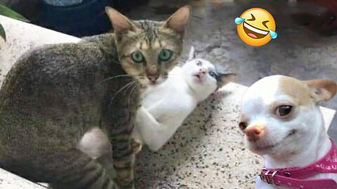 Funniest Cats And Dogs Videos 😁 - Best Funny Animal Videos 2024