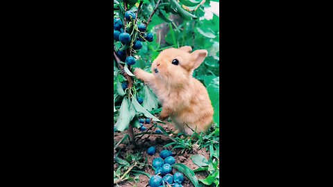 Rabbit Eating Grapes in Garden Funny Animals