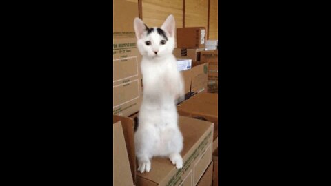 😂 Funny😂 😅 Cat 😂😀 Video 🐱 😂