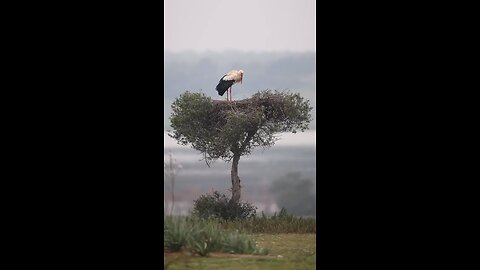 Buetiful Seenery with birds in the nest