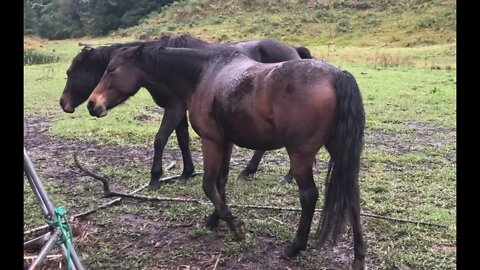 Checking in with the young herd of mainly brumbies. Young mare reinforces she is higher horse