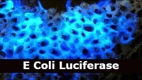 E COLI LUCIFERASE