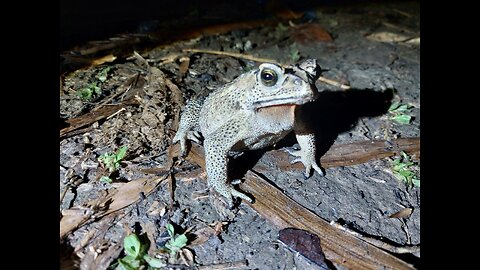 This animal causes ghostly sounds at night in rural areas