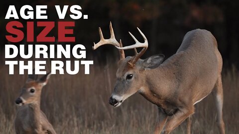 The Most Successful Breeders During the Rut