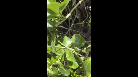 Yellow jacket nest