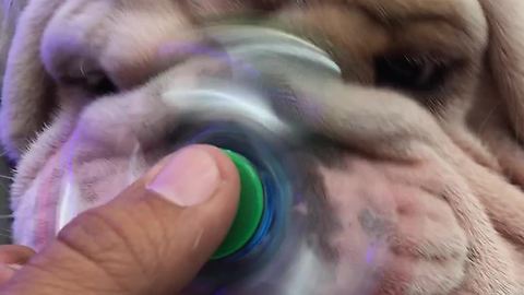 Titon the Bulldog introduced to fidget spinner